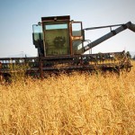 Combine in Wheat at Dunbar Farms
