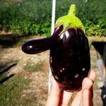 Eggplant Head