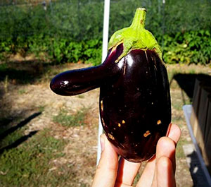 Eggplant Head