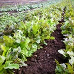 Flashy Troutback Lettuce of Dunbar Farms