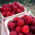Raspberries for Rogue Smoothies