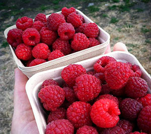 Raspberries for Rogue Smoothies