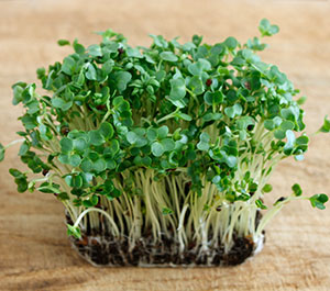 Watercress