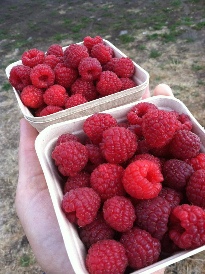 raspberries