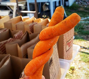 Funny Carrots