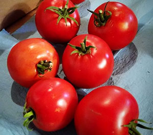 Rogue Produce Tomatoes
