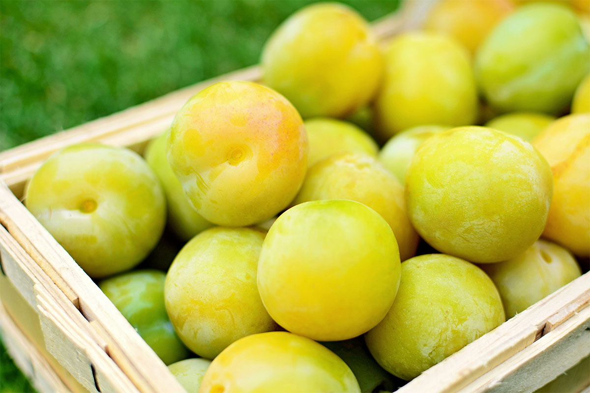 Greengage Plums