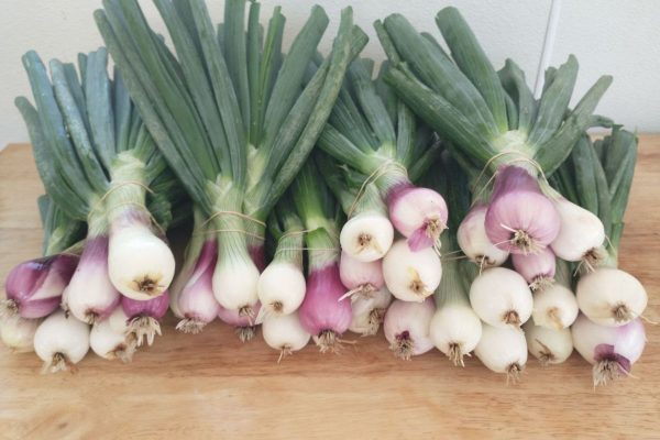 Mixed Spring Onion Bunches