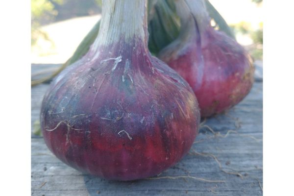 Red Onions