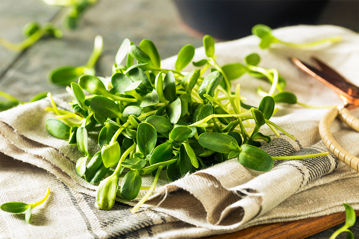 Sunflower Shoots