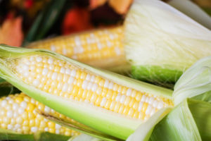 Sweet Bicolor Corn