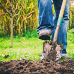 Farmer Digging Earth with Shovel