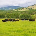 Rogue Valley Dauenhauer Cattle in Grass Pasture