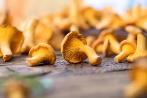 Chanterelle Mushrooms