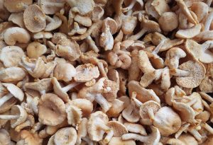 Hedgehog Mushrooms