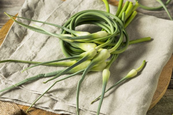 Garlic Scapes