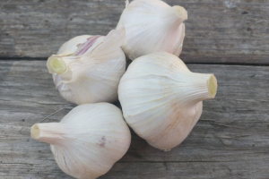 Garlic
