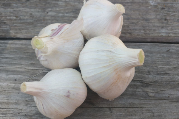 Garlic