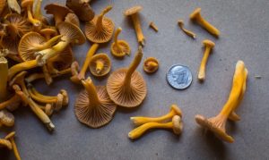 Yellow Feet Mushrooms (Winter Chanterelles)