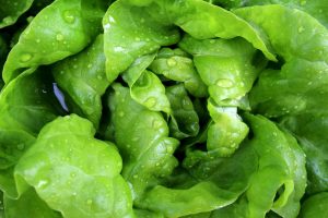 Green Butter Lettuce