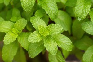 Orange Mint