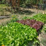 Diverse varieties of lettuce and leafy greens flourishing in the gardens of Fox and Squirrel Farm