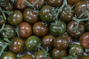Chocolate Tomatoes on the Vine