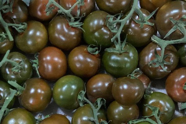 Chocolate Tomatoes on the Vine