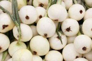 Walla Walla Fresh Onions