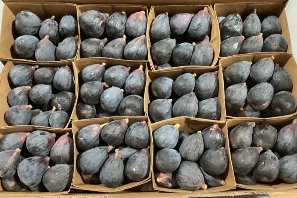 Black Mission Figs