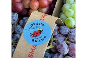 Jupiter Black Grapes