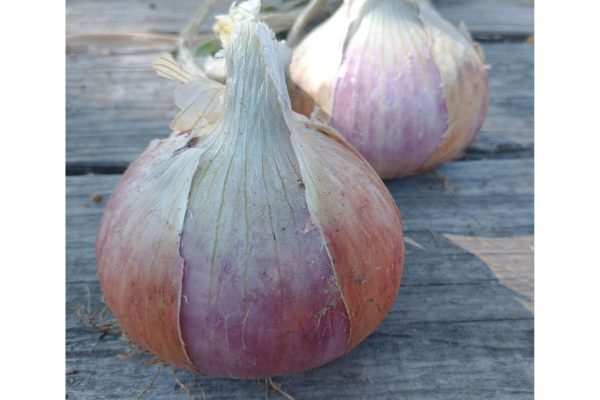 Pink Onions