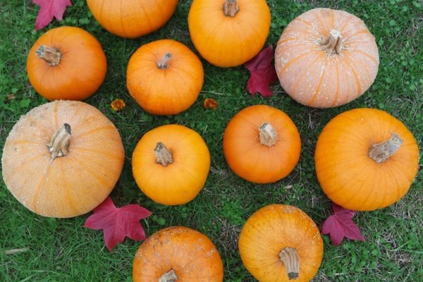 Sugar Pie Pumpkins