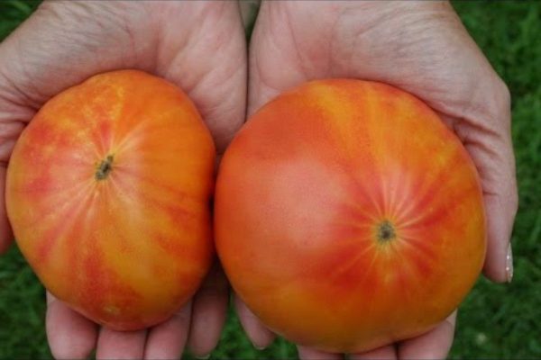 German Striped Heirloom Tomatoes