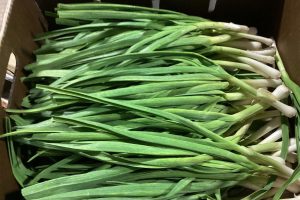 Green Garlic Bunches
