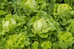 Lettuce Mix